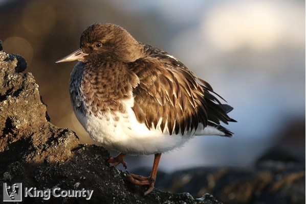 Photo of Arenaria melanocephala